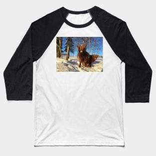 Scottish Highland Cattle Calves 1703 Baseball T-Shirt